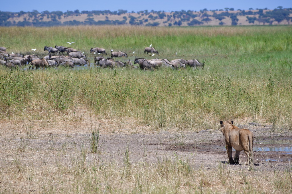 Tarangire NP